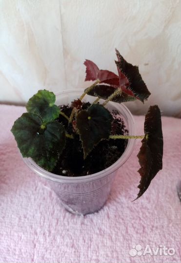 Комнатные цветы