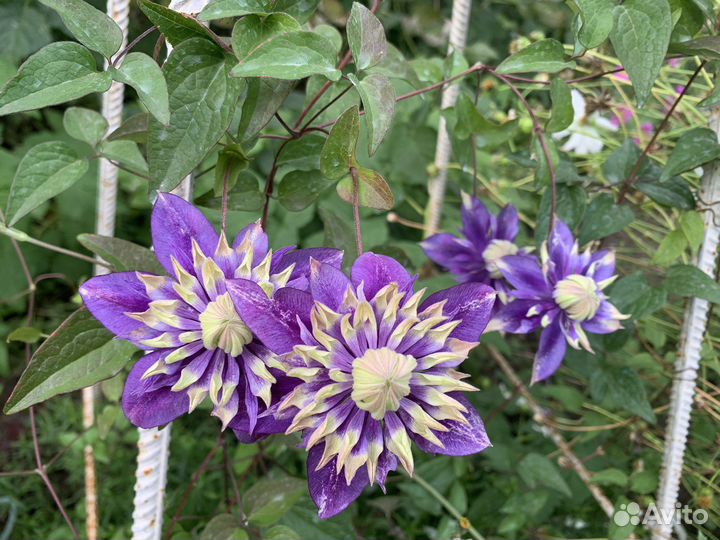 Клематис тайга