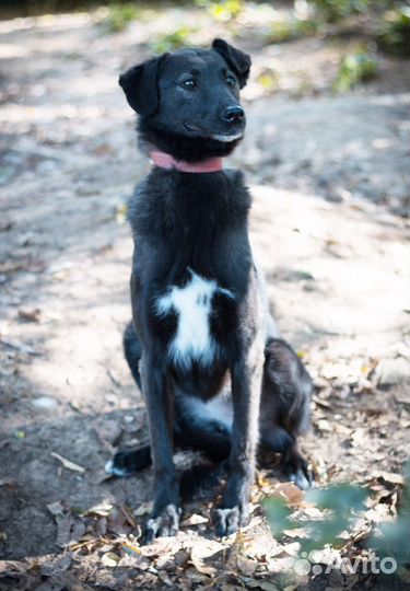 Нежный и трепетный цветочек