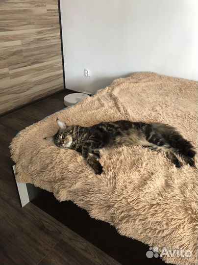 Кот на вязку