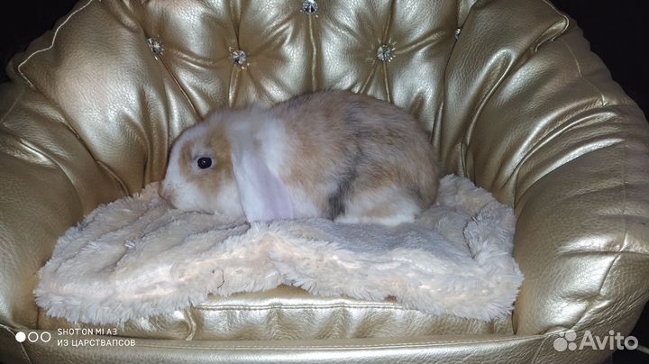 Вислоухие карликовые крольчата