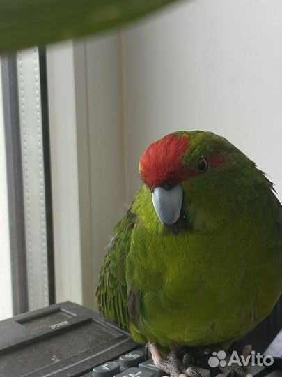 Попугай какарик