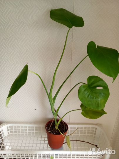 Монстера делициоза