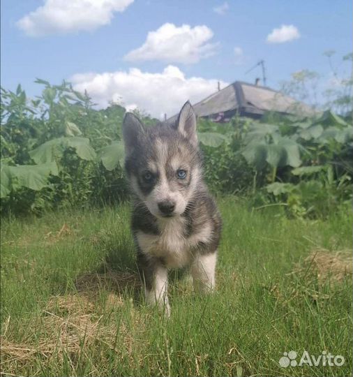 Щенки сибирской хаски