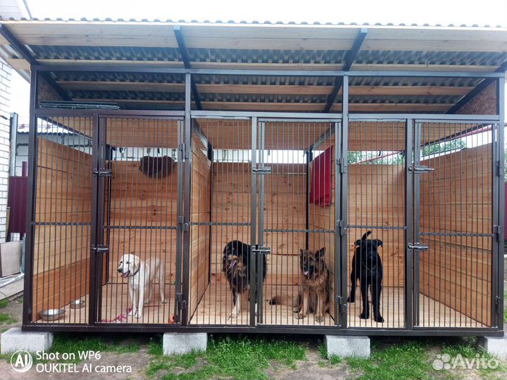 Передержка собак