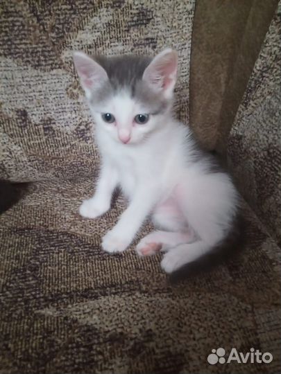 Котенок, мальчик, 1,5 мес