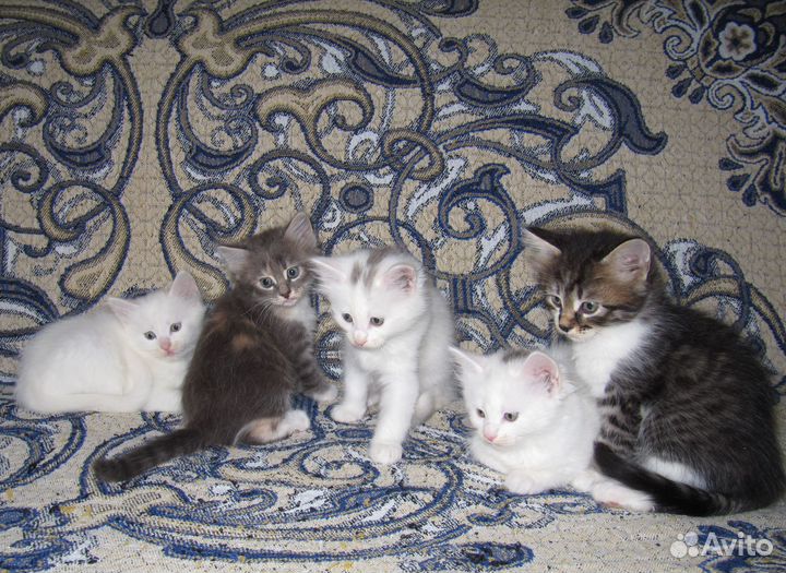 Сибирские котята