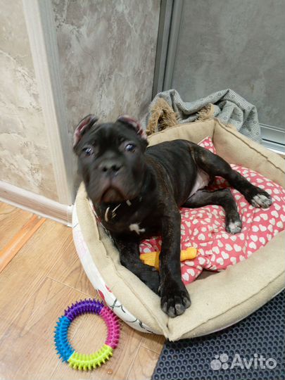 Щенок Канэ корсо