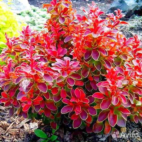 Саженцы барбариса красного и желтого