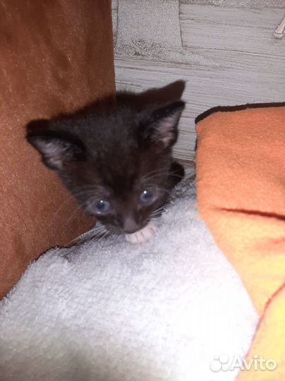 Котята Сфинксы Браши