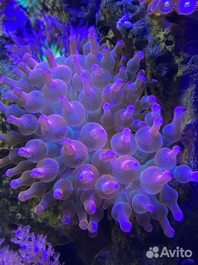 Актиния, родактис