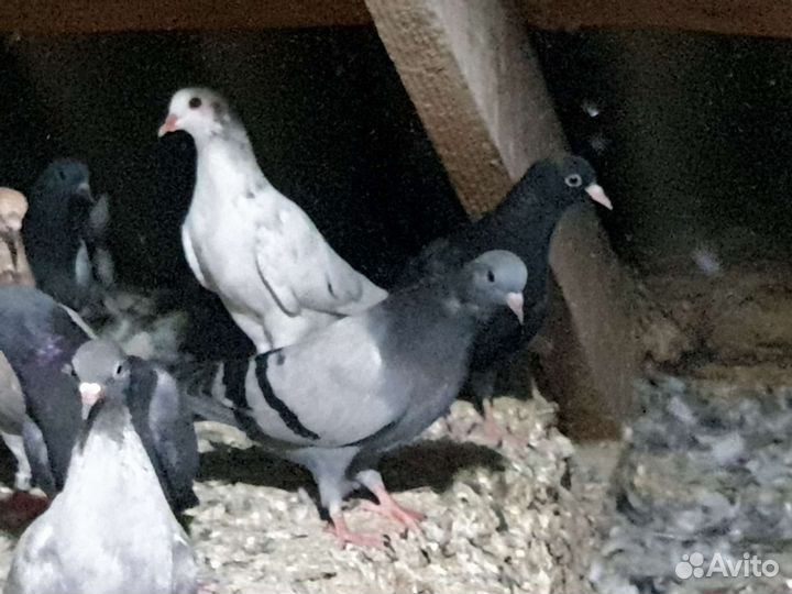 Сизые бакинцы голуби,сизые чили,краснопоясые