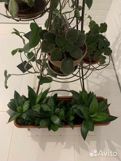 Комнатные цветы