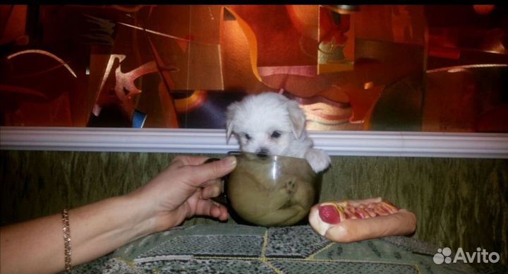 Щенки мальтезе