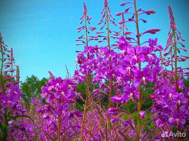 Иван чай 1кг 2О23 как надо, чистый состав