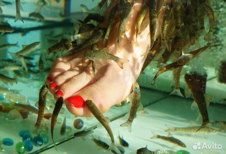 Гарра-руфа размером 5 см