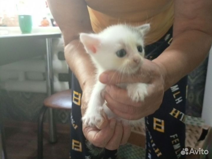 Кошка в дар бесплатно