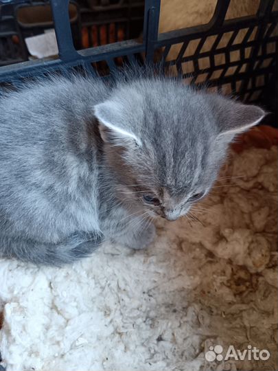 Котик в добрые руки