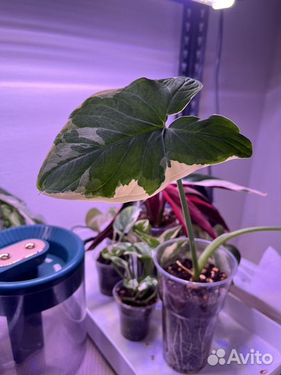 Алоказия Микки Маус