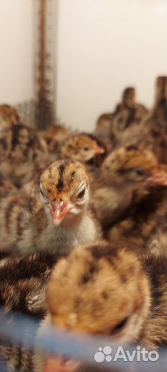 Подрощенные индюшата Бронза 708 Франция