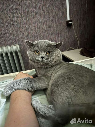 Британский кот вязка