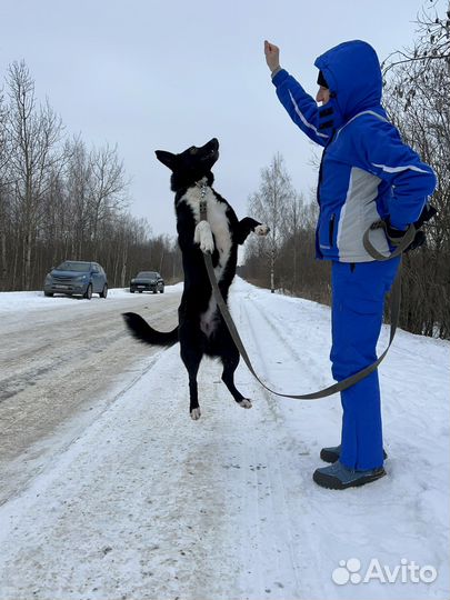 Милая Соня лишилась дома #собака