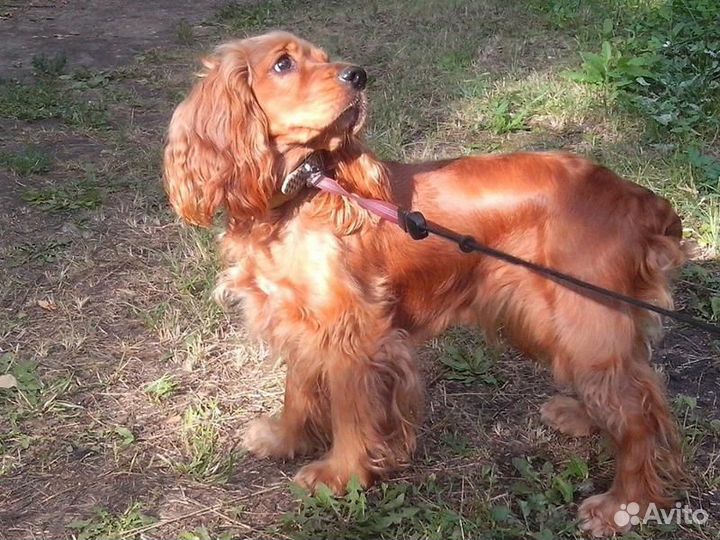 Щенки кокер спаниеля