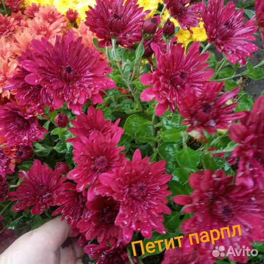 Хризантемы мультифлора