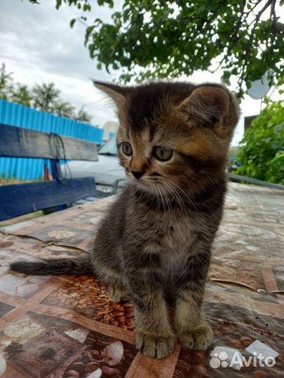 Котята британцы