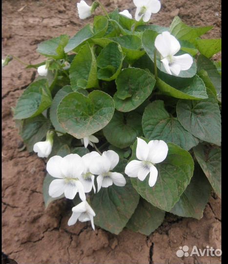 Фиалка мотыльковая белая