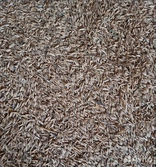 Пшеница яровая, Подсолнечник корма