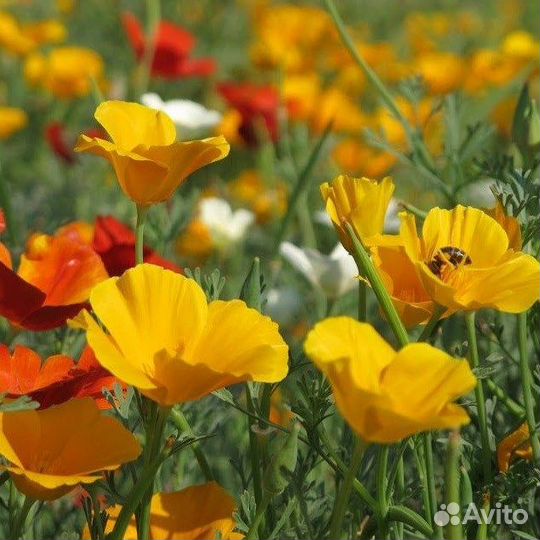 Мак Калифорнийский (Эшшольция), семена