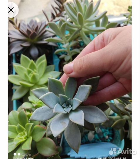 Суккуленты