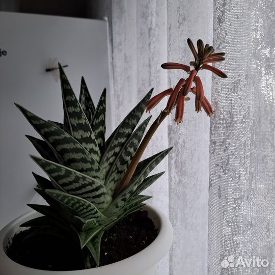 Комнатные цветы