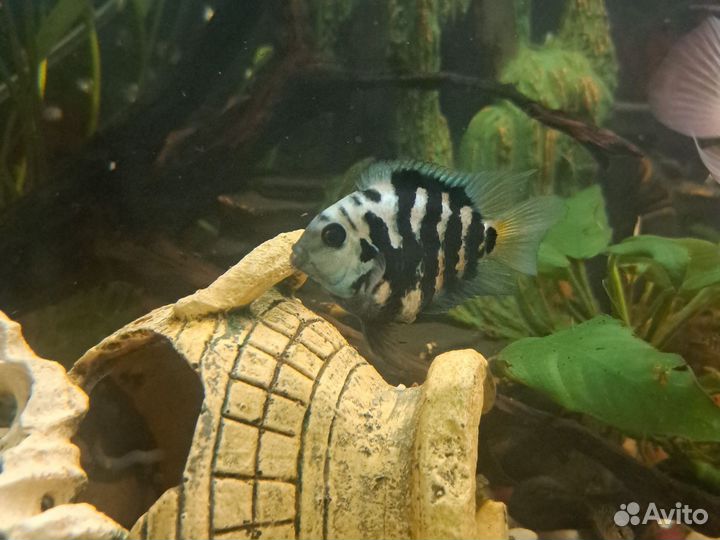 Аквариумные рыбки или обмен