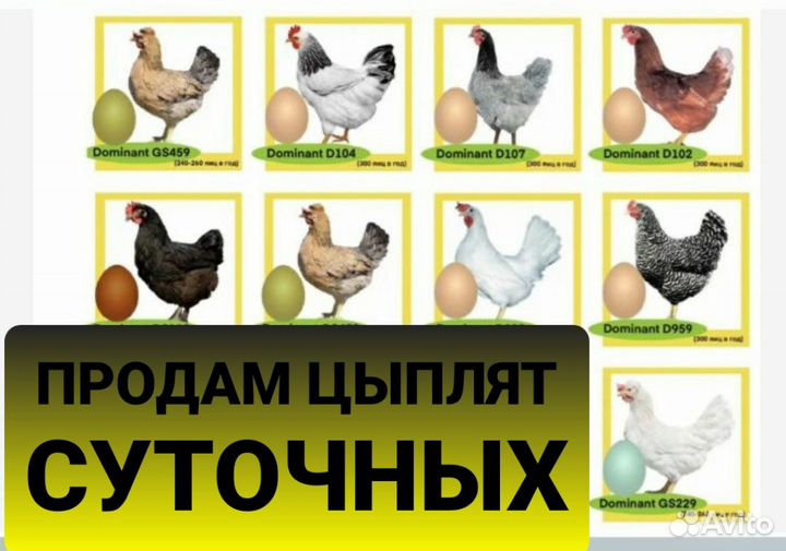 Продам цыплят, чистопородных
