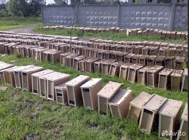 Пчёлосемьи