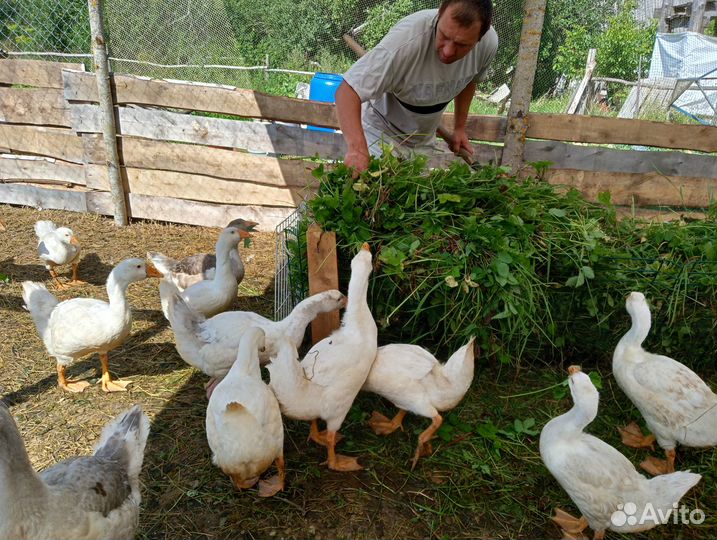 Гуси-гусята.Куры-цыплята. Бройлеры