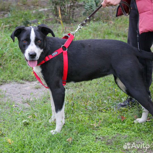 Метис питбуля