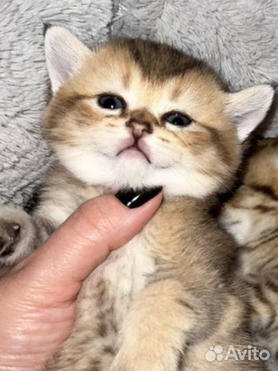 Шотландские котята
