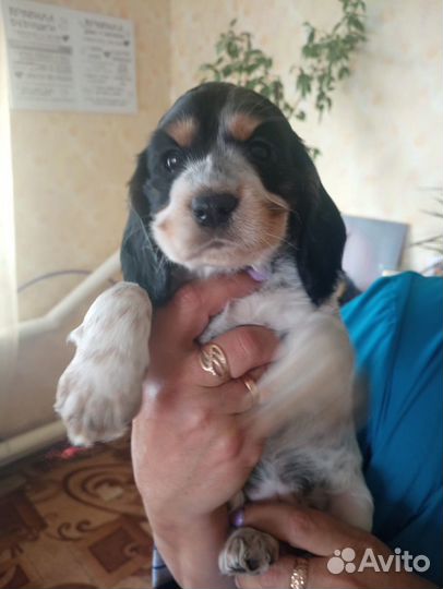 Щенки кокер спаниеля