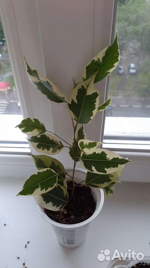 Комнатные растения