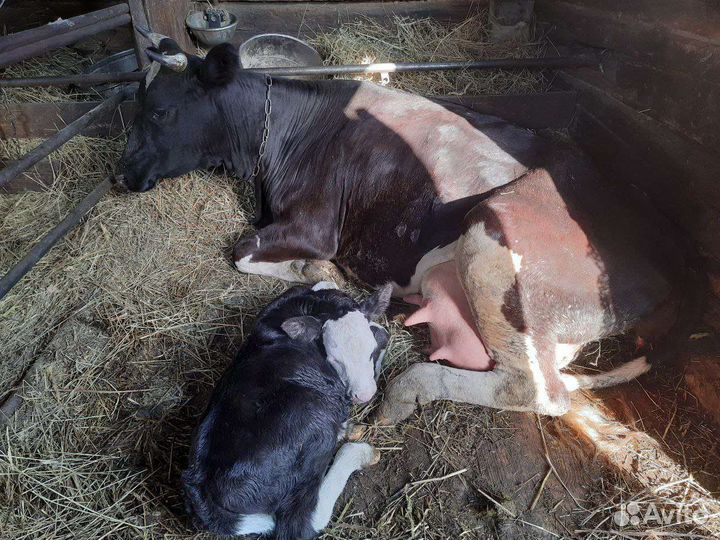 Корова стельная дойная