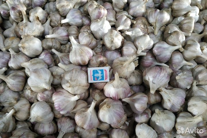 Чеснок любаша