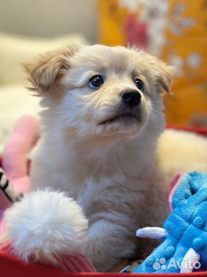 Щенок от маленькой собаки