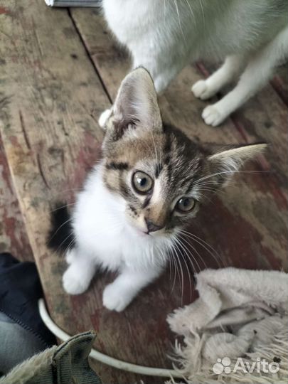 Кошка