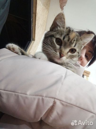Кошка