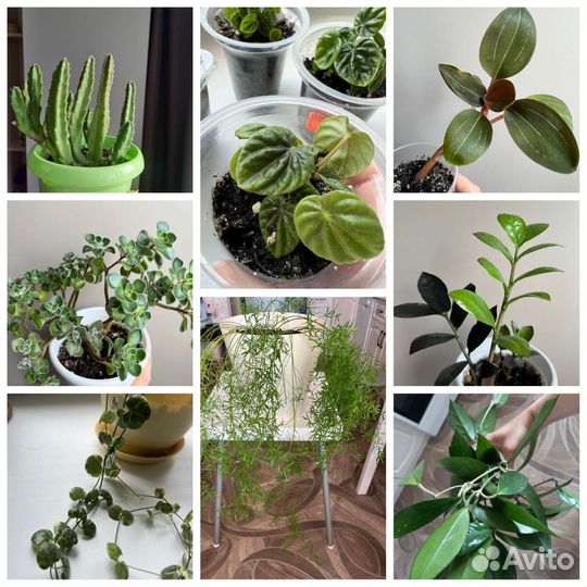 Комнатные растения цветы обновление 20.06.23