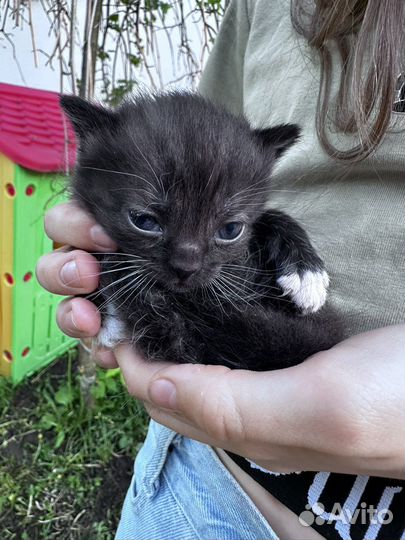 Котята крысоловы в добрые руки