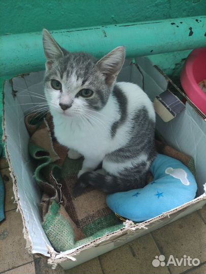 Котёнок в добрые руки